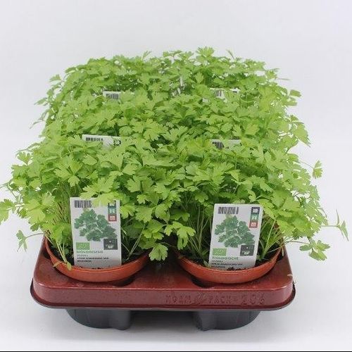 Bio Sellerie T12 H20