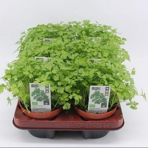 Bio Sellerie T12 H20