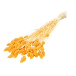 Trocken Phalaris hellorange L70cm 