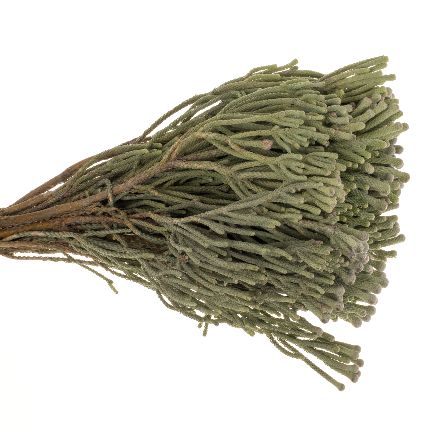 Brunia Laevis silber Natur Young 40cm