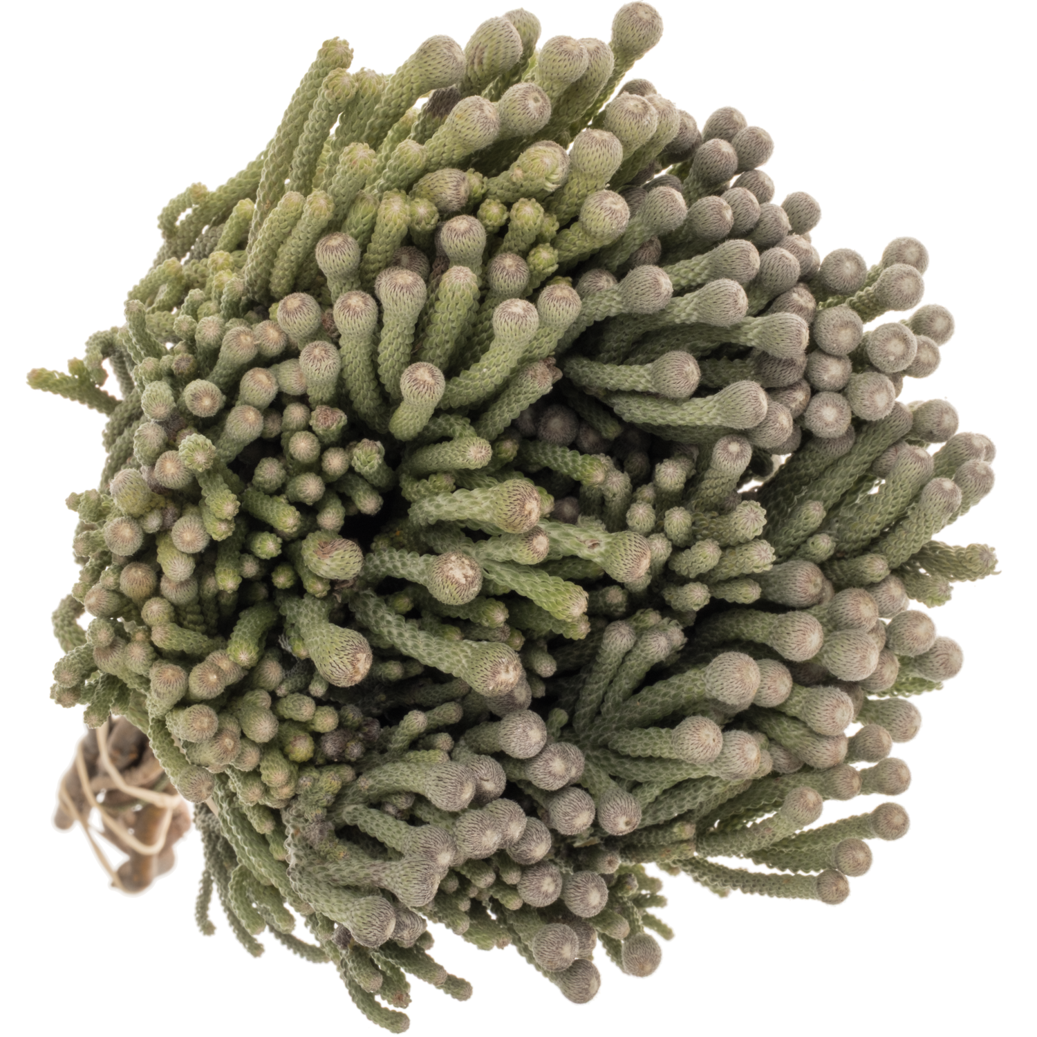Brunia Laevis silber Natur Young 40cm