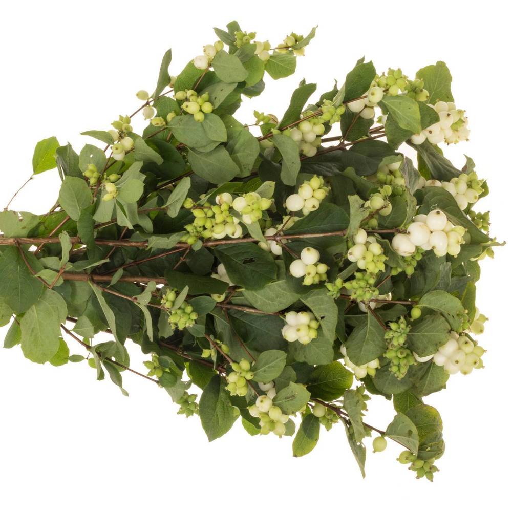 Schneebeere weiss Avalanche 70cm