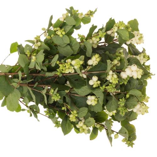 Schneebeere weiss Avalanche 70cm