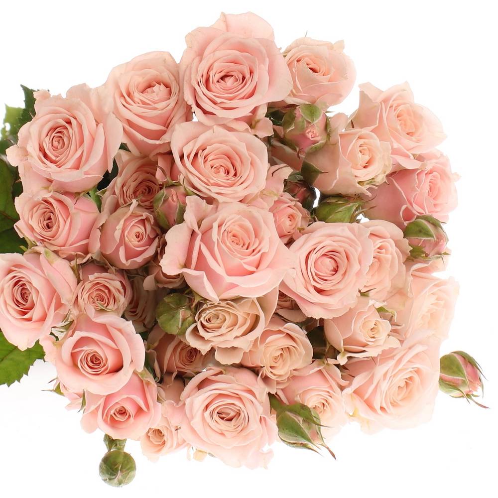 Rose verzweigt apricot Sweet 4-Tune 4+Blüte 65cm