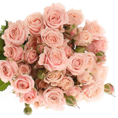 Rose verzweigt apricot Sweet 4-Tune 4+Blüte 65cm