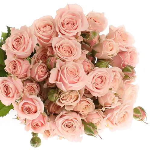 Rose verzweigt apricot Sweet 4-Tune 4+Blüte 65cm