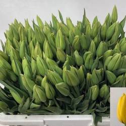 Tulpe Freiland gelb 34 Gramm