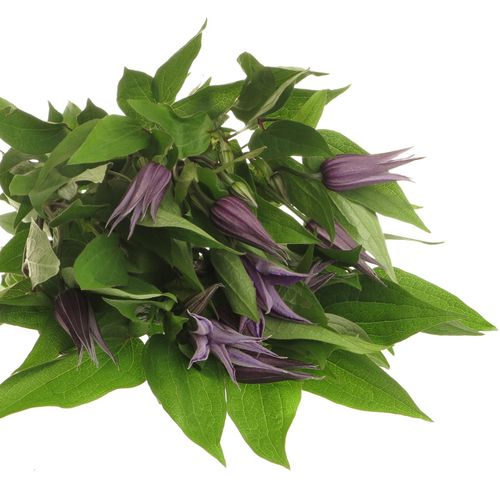 Clematis lila Oslo 50cm