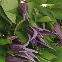 Clematis lila Oslo 50cm