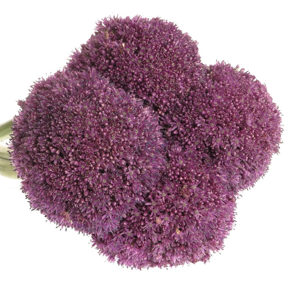 Allium lila Kugel Gigant 50cm