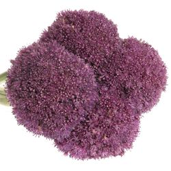 Allium lila Kugel Gigant 50cm