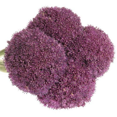 Allium lila Kugel Gigant 50cm