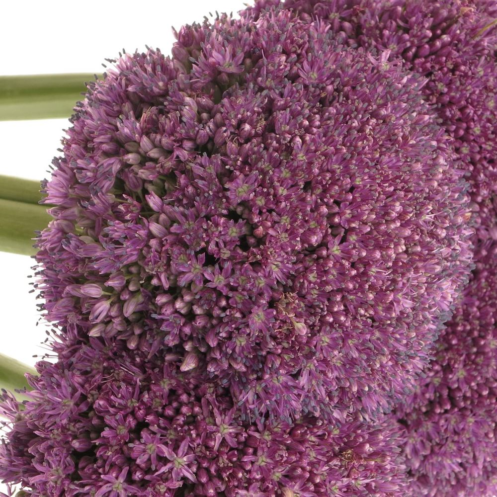 Allium lila Kugel Gigant 50cm