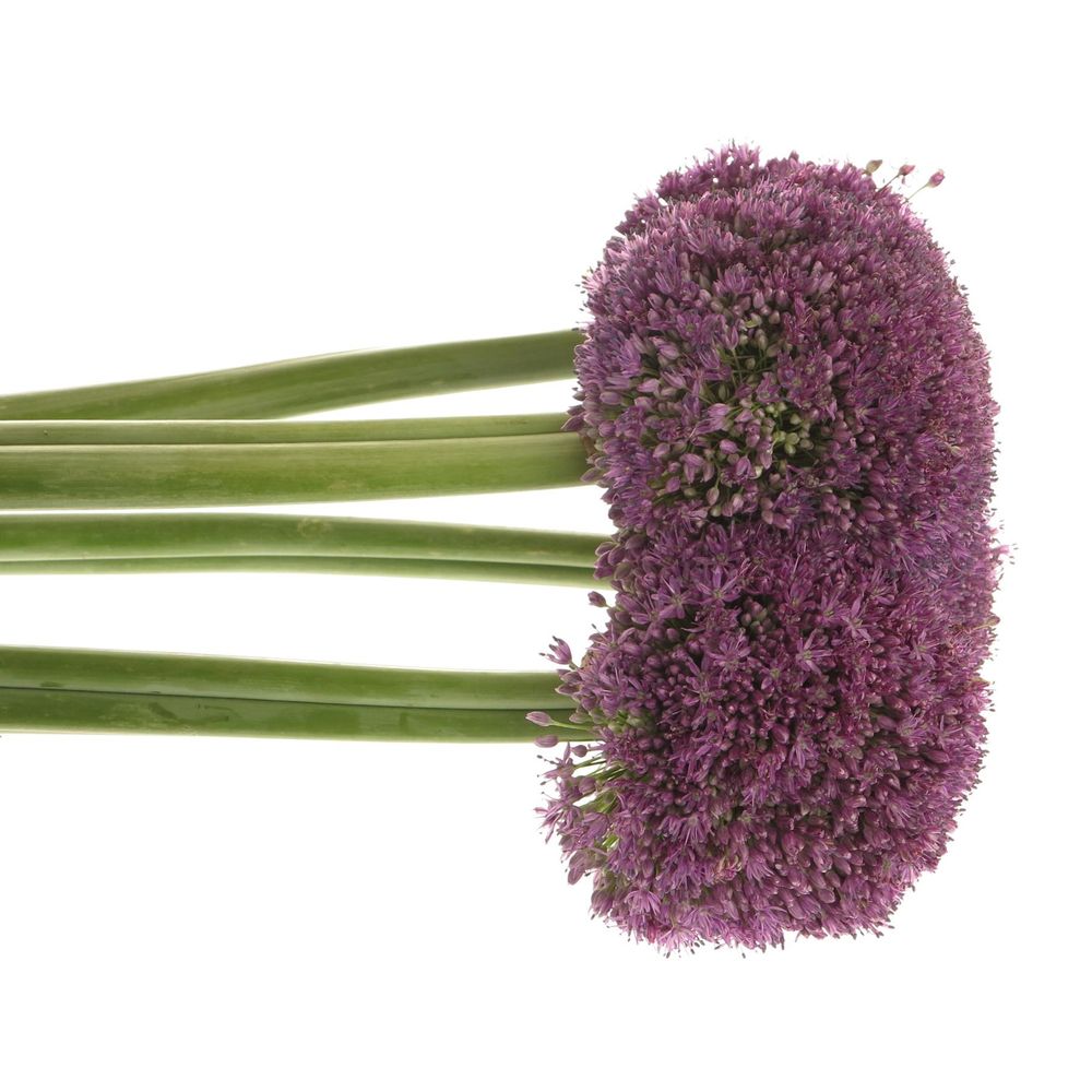 Allium lila Kugel Gigant 50cm