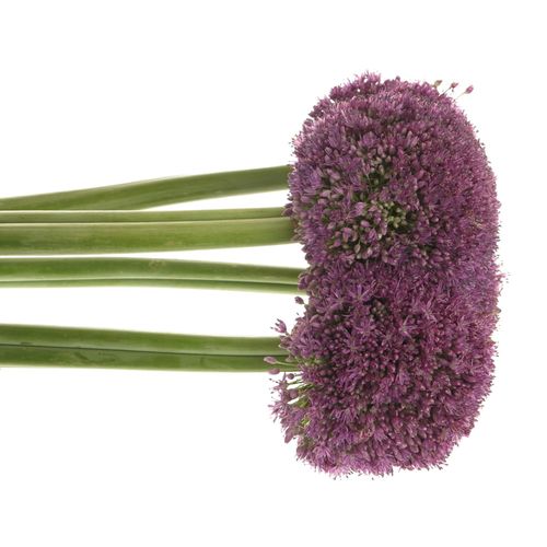 Allium lila Kugel Gigant 50cm