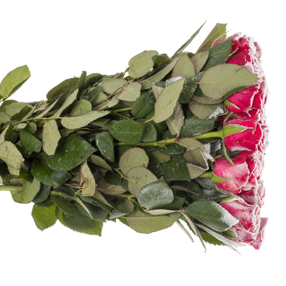 Rose fuchsia/weiss Frost Pink Tacazzi 60cm