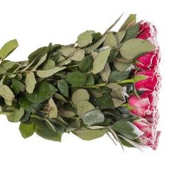 Rose fuchsia/weiss Frost Pink Tacazzi 60cm