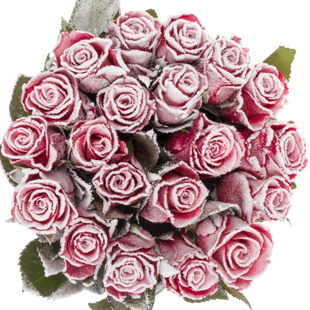 Rose fuchsia/weiss Frost Pink Tacazzi 60cm