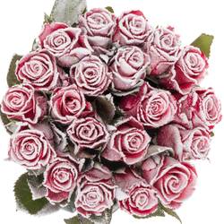 Rose fuchsia/weiss Frost Pink Tacazzi 60cm