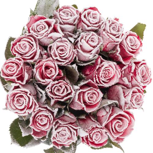 Rose fuchsia/weiss Frost Pink Tacazzi 60cm