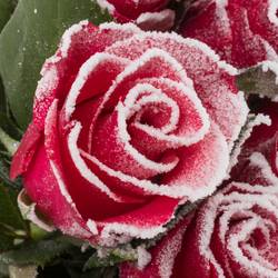 Rose fuchsia/weiss Frost Pink Tacazzi 60cm
