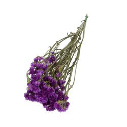 Trocken Limonium Statice dunkel lila L70cm