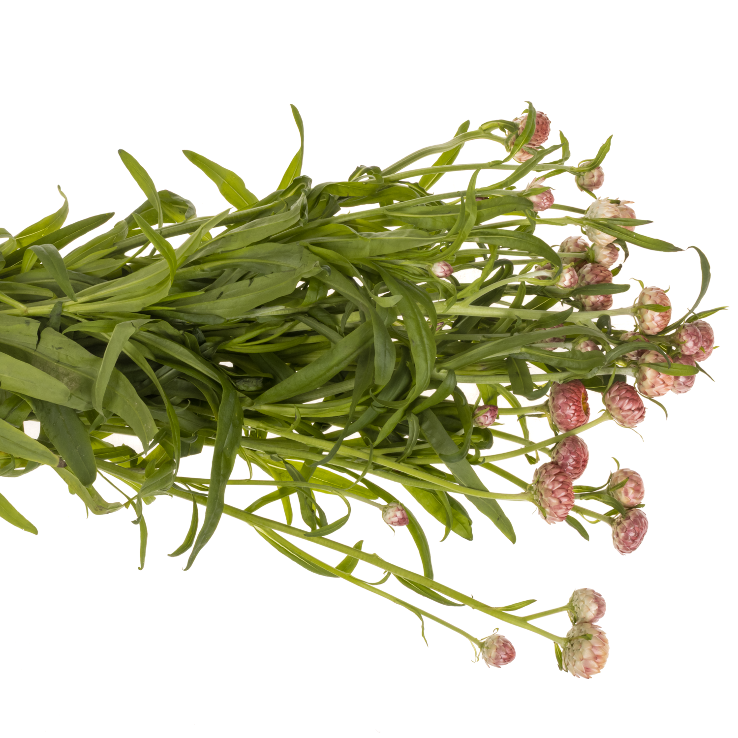 Helicrysum Salmon 70cm