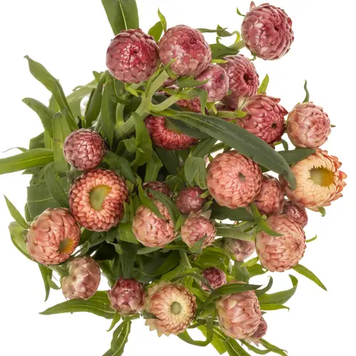 Helicrysum Salmon 70cm