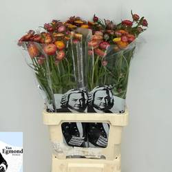 Helichrysum Salmon 70cm