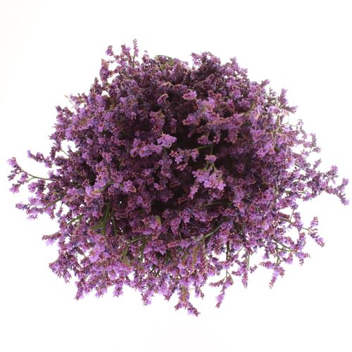 Limonium lila Blue Michigan 70cm