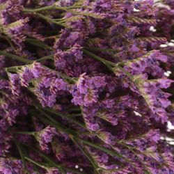 Limonium lila Blue Michigan 70cm