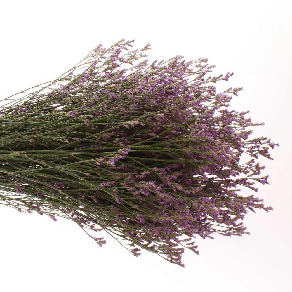 Limonium lila Blue Michigan 70cm