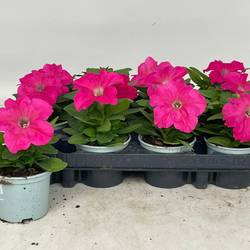 Petunia rosa T09 H020