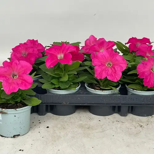 Petunia rosa T09 H020