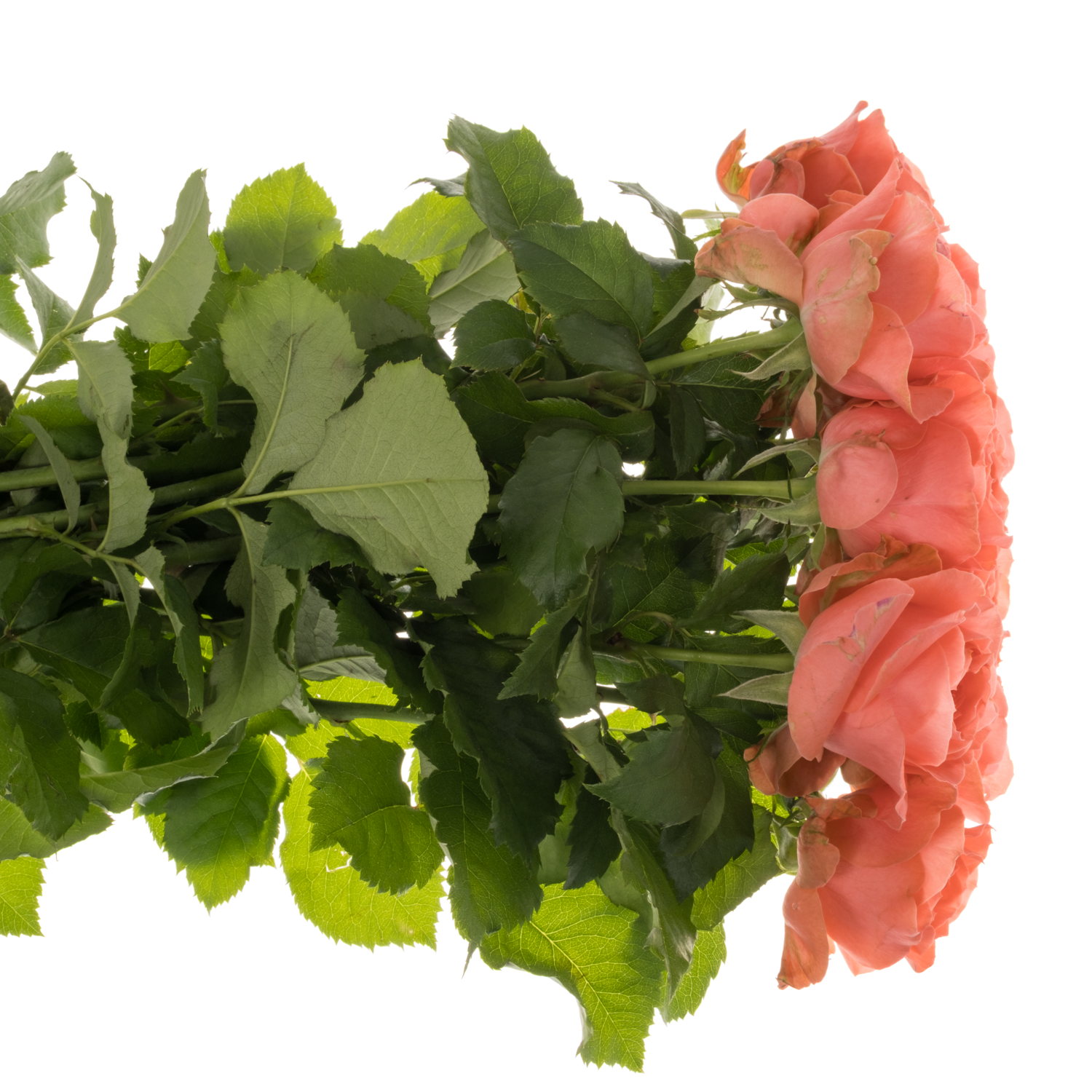 Rose lachs Eloise gefüllt 50cm