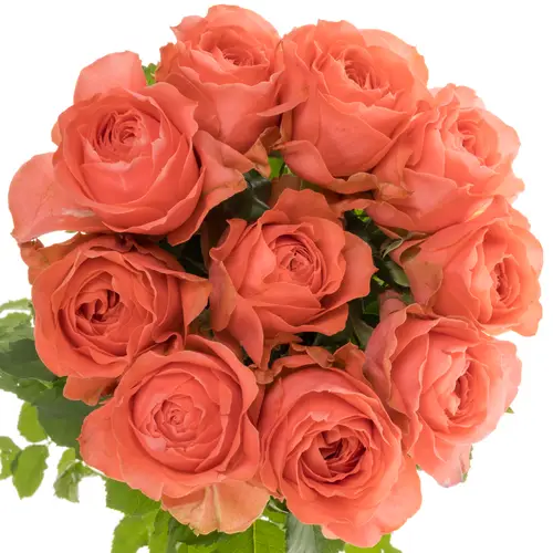 Rose lachs Eloise gefüllt 50cm