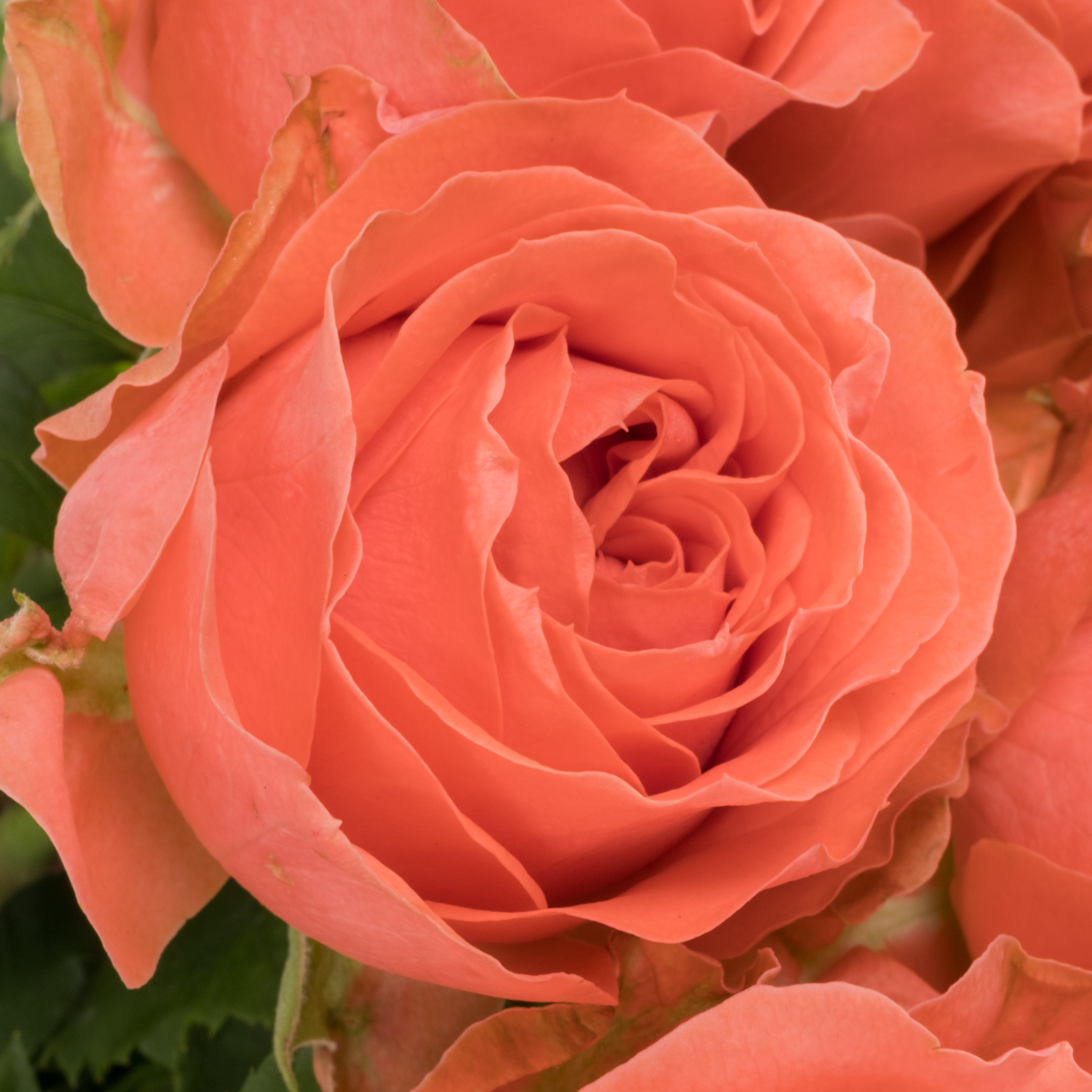 Rose lachs Eloise gefüllt 50cm