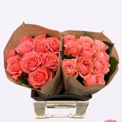 Rose lachs Eloise gefüllt 50cm
