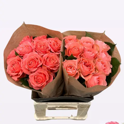 Rose lachs Eloise gefüllt 50cm