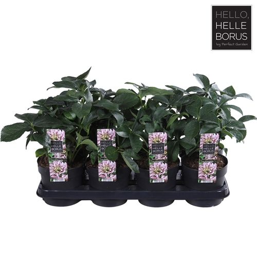 Helleb.rosa Db Ellen T14 H30