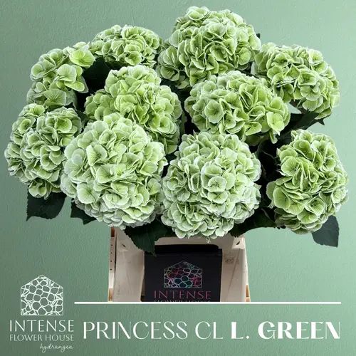Hortensie hell grün Royal Princess cl Bol 18cm 60cm