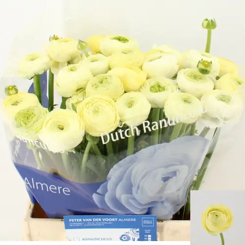 Ranunkel hell gelb Aazur Cream x 40 40 Gramm 45 cm