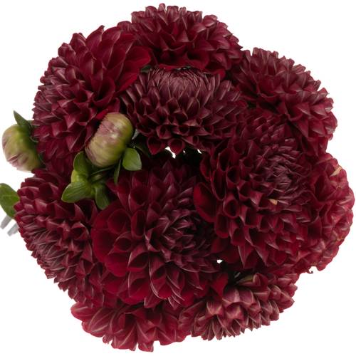 Dahlia weinrot Cornel 60cm