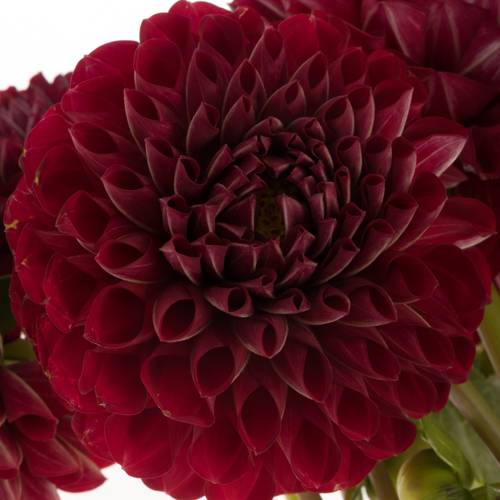 Dahlia weinrot Cornel 60cm