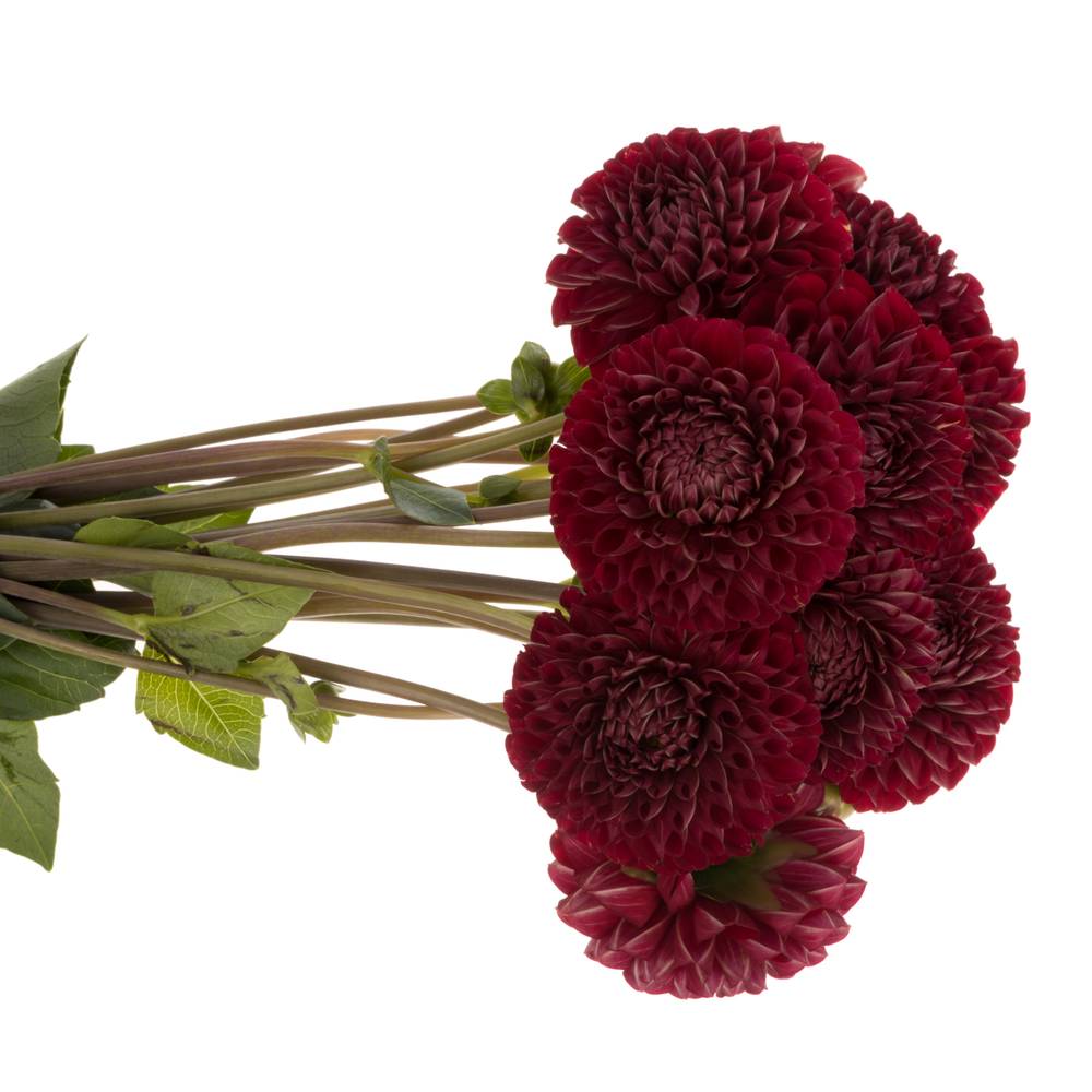 Dahlia weinrot Cornel 60cm