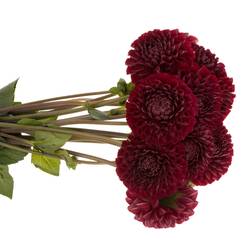 Dahlia weinrot Cornel 60cm