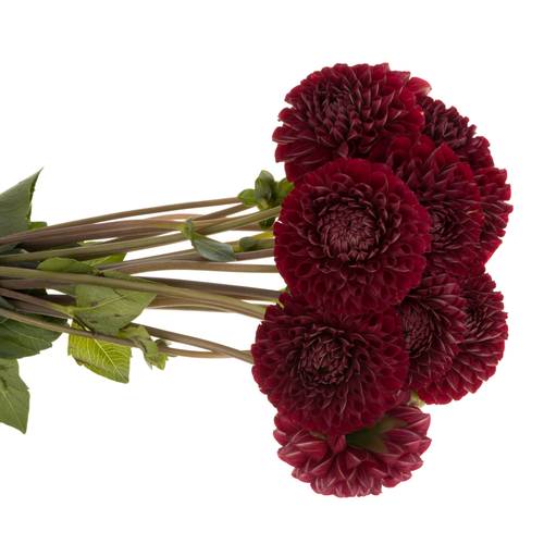 Dahlia weinrot Cornel 60cm
