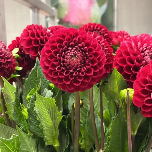 Dahlia weinrot Cornel 60cm