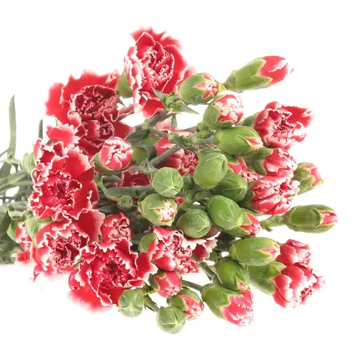 Spraynelke rot/weiss Scarlet 60cm X20