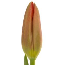 Franz.rot Proud 70 Gramm 55cm